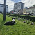 Hidratacija i hlađenje osnovna zaštita ljubimaca tokom vrućina