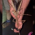 Nova vrsta insekta otkrivena u Australiji! Ogroman je, a verovatno i najteži u toj zemlji (video)