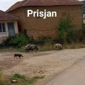 Kako su domaće svinje "okupirale" Prisjan! Dejan Živić, direktor Veterinske klinike: Nije više šala! Problem postaje sve…