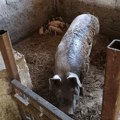 Tri napada svinja za godinu dana! Žene ujedane po licu i telu, muškarac za genitalije