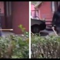 SNS: žrtva je u stvari nasilnik?! Aleksa Sinđelić je Kragujevčanin, jurio je Čačane sa palicom,kretao se maskiran?!