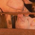 Afrička kuga kod svinja u Ubu: Preduzete sve mere, situacija pod kontrolom