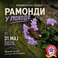 „Ramondi u pohode“ – planinari stazama Suve planine traže cvet feniks