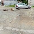 Da ne ureknemo: U Đermanovićevoj nema deponije