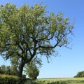 Nova pošast stigla u komšiluk: Otkrivena invazivna vrsta koja uništava stabla jasena, upaljeni alarmi!
