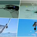 Robot koji može da uleti u vodu, roni i opet poleti! Američki naučnici proučili morske ptice i napravili FAAV, evo za šta…