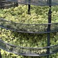 U Grockoj otkrivena ilegalna laboratorija za uzgoj marihuane, uhapšene dve osobe