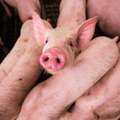 Čovek 271 dan živeo sa transplantiranim bubregom svinje i dočekao ljudskog donora