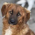 Od uplašenog šteneta do predivnog psa: Džoni čeka porodicu koja će ga voleti
