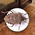 Invazija smrdibuba! Sad su najagresivnije u ofanzivi na naše stanove: Tu traže mesto da prezime, ovo je jedini način da ih u…