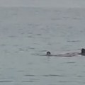 (Uznemirujući video) rusa raskomadala ajkula u Hurgadi Turisti sa obale bespomoćno gledali tragediju (video)