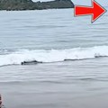 Žena snimila napad ajkule Igrala se sa ćerkicom na plaži kada je iza njenih leđa počeo da se dešava horor (uznemirujući…