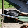 Pas je u noći ubistva zavijao, a SAD leži tužan: Sablasna atmosfera i tužna slika ispred kuće strave u Novom Sadu…