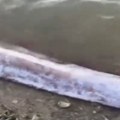 Užas iz dubine Riba za koju se veruje da najavljuje katastrofu uhvaćena uoči zemljotresa (video)