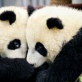 U zoo vrtu u Madridu predstavljen par džinovskih pandi iz Kine: Događaju prisustvovala bivša španska kraljica