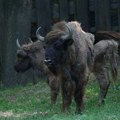 Tajfun i Tatrenka stigli iz Češke: Stado bizona u Nacionalnom parku Fruška gora bogatije za dva nova člana