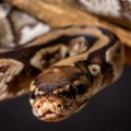 Piton dug 8,5 metara progutao čoveka u jednom komadu! Besni meštani rasporili zver - ono što su zatekli u utrobi zmije pamtiće…