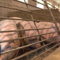 Prvi slučajevi afričke kuge u selu kod Bogatića, eutanazirana 41 svinja: Uzgajivači u strahu