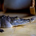 Nezvan gost na bazenu: Krokodil ušetao u luksuzni hotel; gosti u neverici