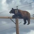 Nestvarna scena Medved "zaglavljen" na banderi, ali priča ima tužan kraj
