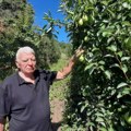 Testera "pokosila" kruške i BoŽidara: Domaćinu iz sela Radonjica kod Leskovca uništen voćnjak star 18 godina