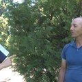 Umalo izgubio život nakon uboda stršljena: „ne znam kako me je Hitna našla u šumi“ – VIDEO