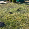 Kako da se jednom za svagda rešite krtica u svom dvorištu - a da im ne naudite