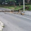 Prijava servisu 11011: Šta kada se drvo obruši na automobil bez obzira na vremenske uslove