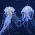 Prva pomoć kod opekotina od meduza: Jednu stvar nikako ne treba da radite