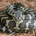 "Od prijatelja sam za rođendan dobila mladunče pitona i boe" Policija u Baru našla zmije, vlasnica šokirala izjavom