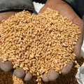 Humanost nema cenu Rusija isporučila Centralnoafričkoj Republici 50.000 tona pšenice