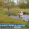 Ljudi na mrežama se dive ovom heroju Čovek spasao psa iz čeljusti aligatora (video)