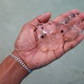 (FOTO) Neobični organizmi iz mora zabrinuli građane na Jadranu: Kao želatin su i vide im se unutrašnji organi