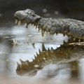 Krokodil usmrtio čoveka, kobnom napadu prisustvovali rođaci FOTO