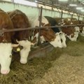 Cenovna razlika sva muka mlekara: Ako se ne reši problem, istovariće stajsko đubrivo ispred marketa
