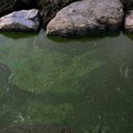 Zabranjeno kupanje na gradskoj plaži u Rostoku zbog opasnog cvetanja algi