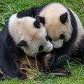 Dve džinovske pande dolaze iz Kine u Zoološki vrt San Dijega kao diplomatski gest