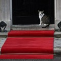 Figura stabilnosti: Pravi britanski vladar je mačak Lari iz Dauning strita