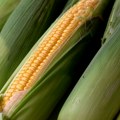 U subotičkom regionu se očekuju manji prinosi kukuruza zbog tropskih vrućina
