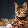 5 najskupljih vrsta mačaka na svetu
