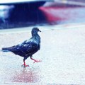 Sutra mahom sunčano, a onda: Pljuskovi, kiša, pljuskovi