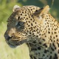 Radnik zoološkog vrta u Jerusalimu preminuo nakon napada leoparda