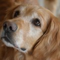Pribrani i poslušni: Pet rasa pasa kojima možete bezrezervno verovati