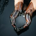 Oil prices rise again: Surpass $115 per barrel
