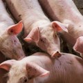 Afrička kuga kosi gazdinstva, eutanazirano više od 11.000 svinja! Načelnik šumarstva poručio: "Nema mesta panici, ali…