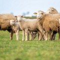 10.000 ovaca uginulo od boginja, ministar Serafimovski otkrio broj žarišta: "Pratimo situaciju u susedstvu"