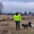 Miloš iz Suve Morave poslednjih 20 godina gaji ovce, a tek mu je 36: Za njega je svaki dan radni