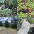 Iz lovačke puške ubijeno pet pasa u selu nadomak Čačka