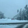 Putevi Srbije: Snega ima mestimično na teritoriji Ivanjice, Kruševca, Zaječara