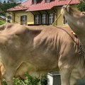 Научници задивљени умећем аустријске краве да се почеше метлом